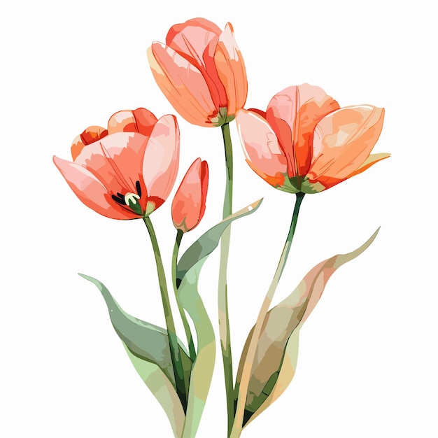 Aquarell tulpen blumenillustration
