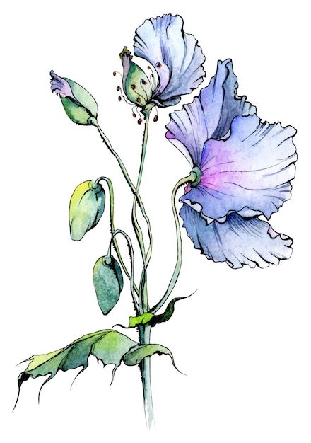 Aquarell und Tusche handgezeichnet Blaue Himalaya-Mohnblumenknospen und Blätter