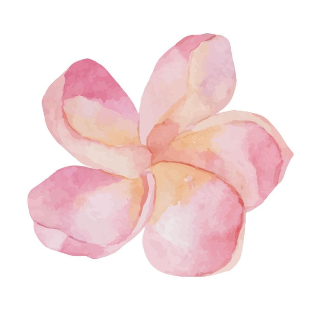 Aquarell vektor tropische exotische aquarell plumeria blume objekt isoliert auf weiß