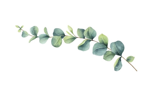 Vektor aquarell-vektor-vektor handgemalter grüner eukalyptus-zweig