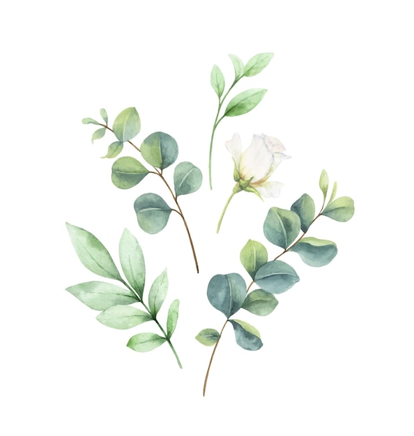 Aquarell-Vektorkarte mit Eukalyptusblättern und Rosen