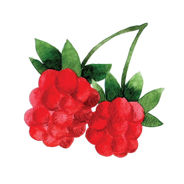 aquarell zeichnung clipart niedliche himbeeren kinderillustration waldhimbeere