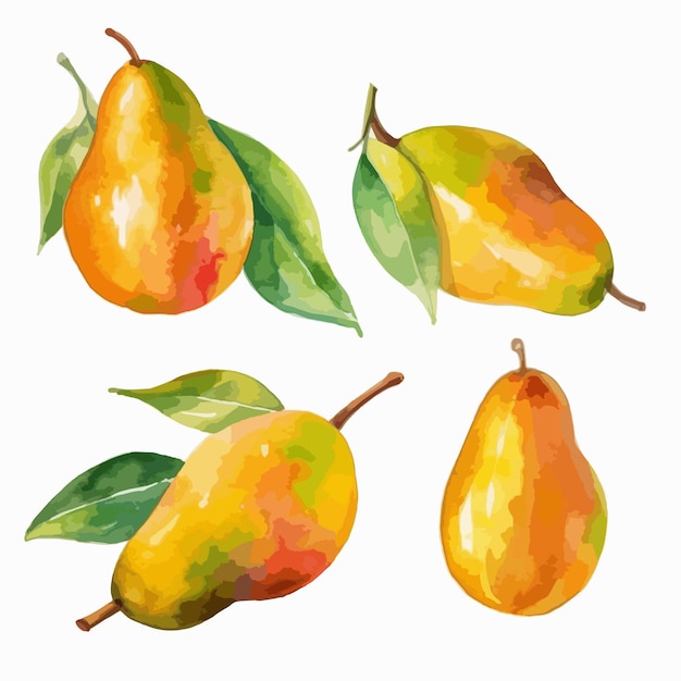 Vektor aquarellbild einer mango