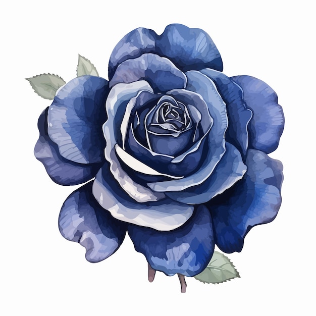 Aquarellblumen rosenvektor