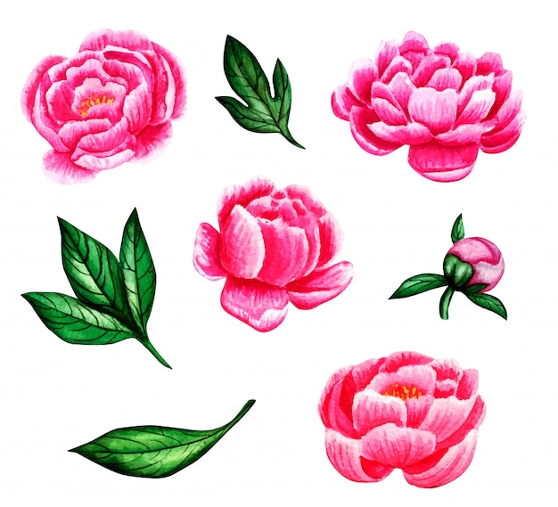 Aquarellblumenset mit rosa pfingstrosen und grünen blättern.