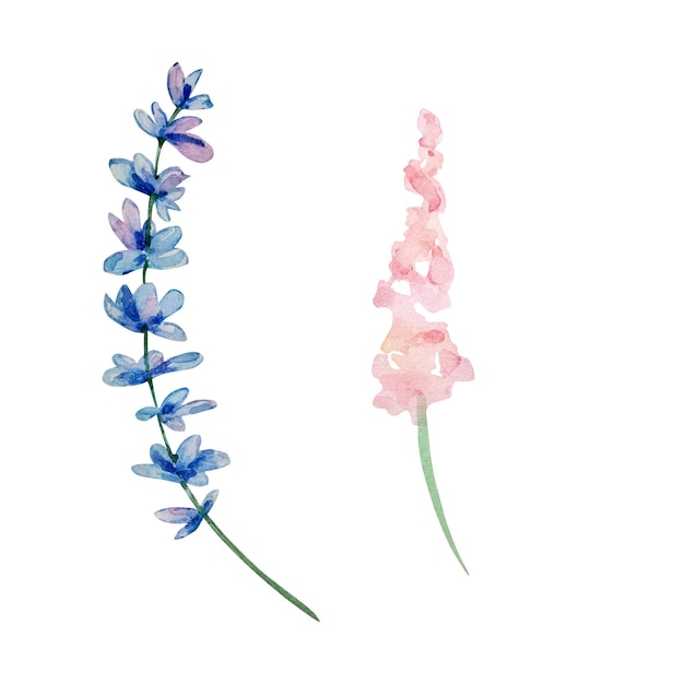 Aquarelle von wildblumen, eine zarte botanische illustration