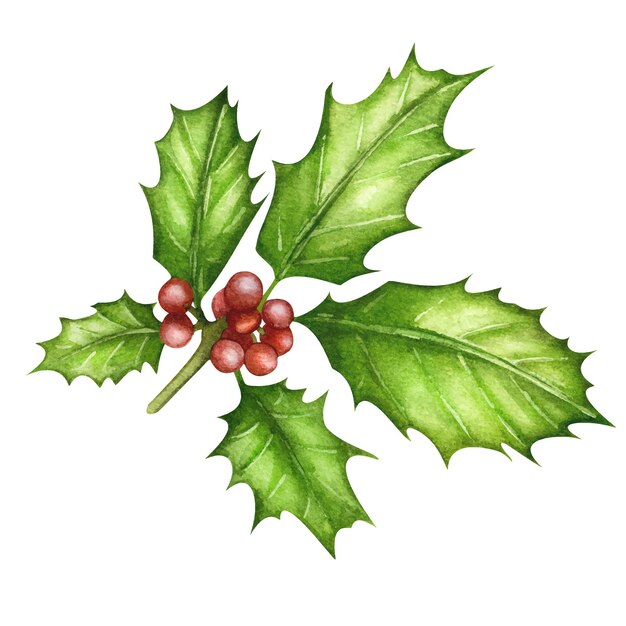 Vektor aquarellfarbenes, farbenfrohes blumenset aus stechpalmenbeeren, ilex opaca-pflanze, weihnachtszweigen