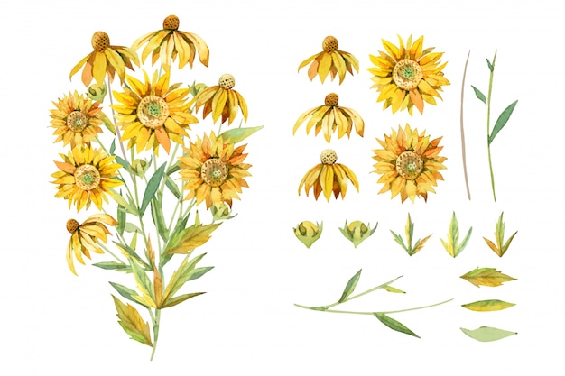 Aquarellgelber sonnenblumenbotanischer blumenstrauß ordnet lokalisiert auf weißer hintergrundillustration an.