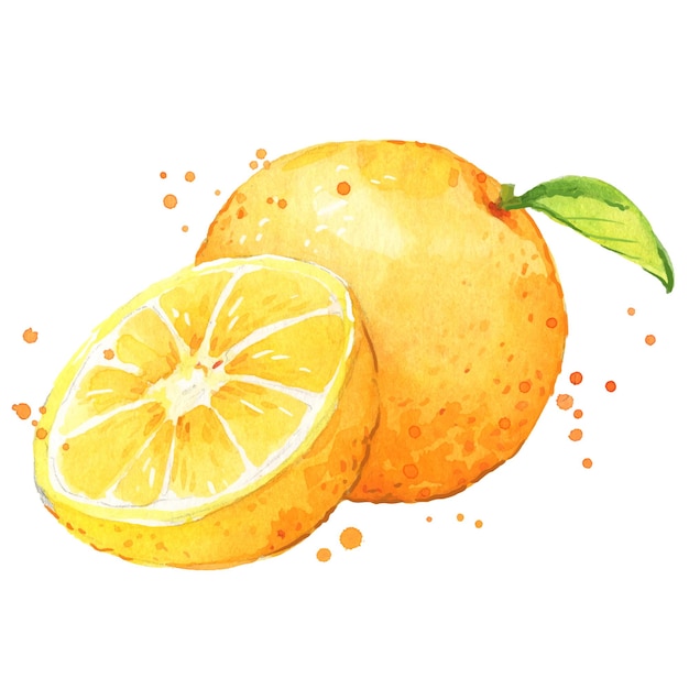 Vektor aquarellillustration der frischen orange frucht