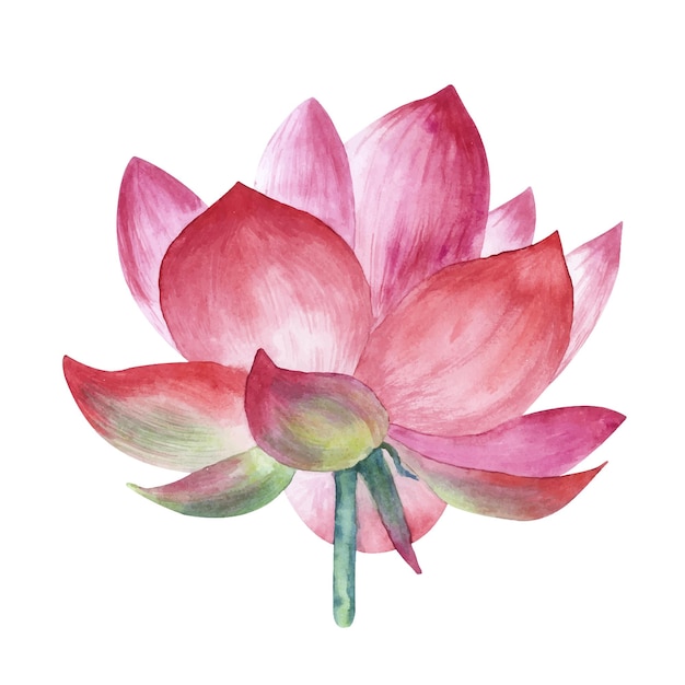 Aquarellillustration der Lotusblume lokalisiert auf einem weißen Hintergrund.