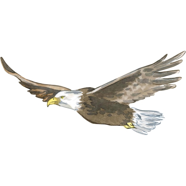 Vektor aquarellillustration, die das isolierte element des vogeladlers darstellt