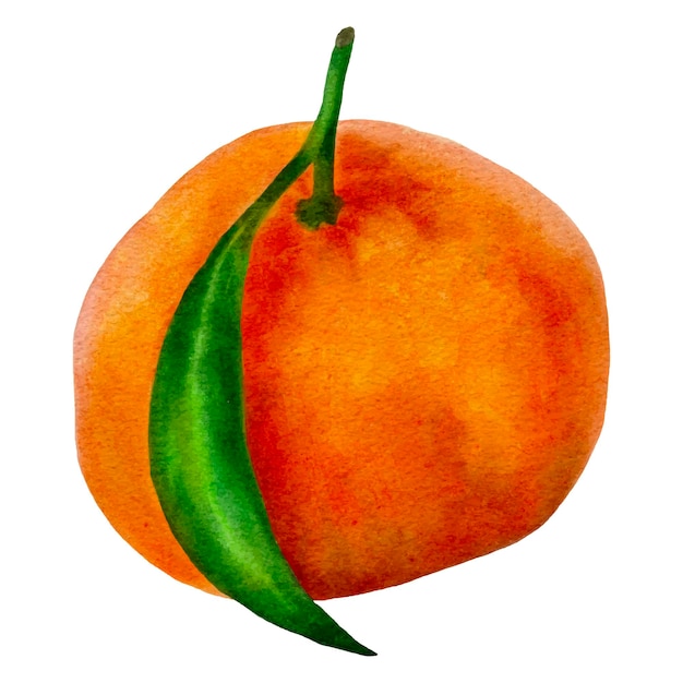 Aquarellillustration einer Mandarine auf einem weißen Hintergrund.