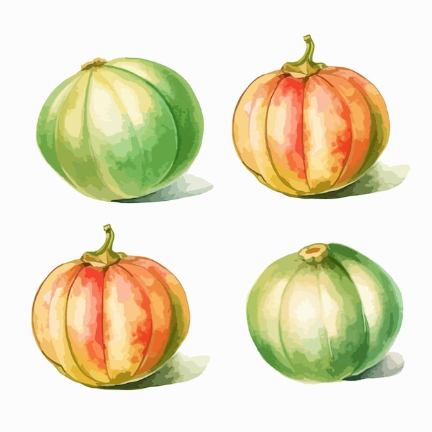 Vektor aquarellillustration einer melone