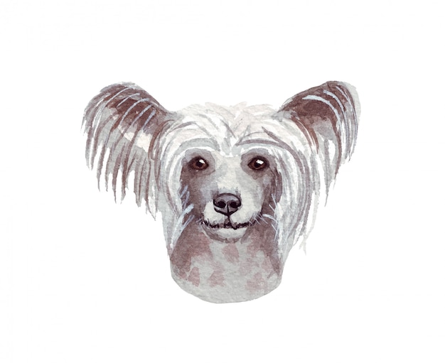 Aquarellillustration eines lustigen hundes. beliebte hunderasse. chinesischer schopfhund. handgemachter charakter lokalisiert auf weiß