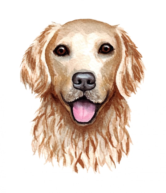 Vektor aquarellillustration eines lustigen hundes. beliebte hunderasse. hund. golden retriever. handgemachter charakter lokalisiert auf weiß