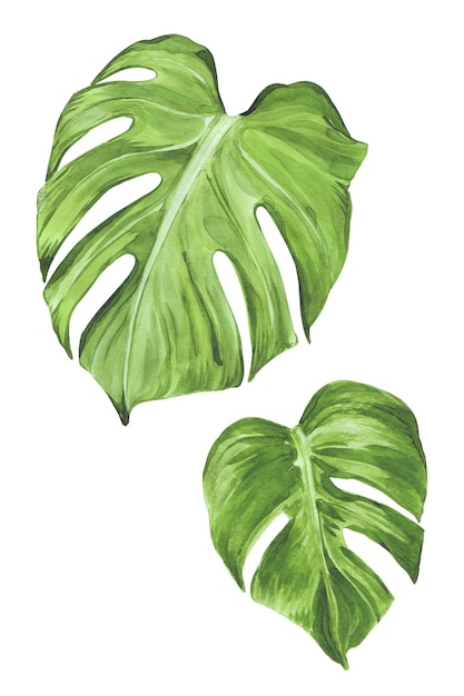 Aquarellillustration grüne Monstera-Blätter isoliert auf weißem Hintergrund für Dekoraufkleber