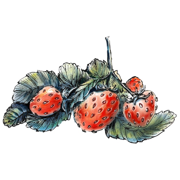 Aquarellillustration mit erdbeerbeeren und -blättern