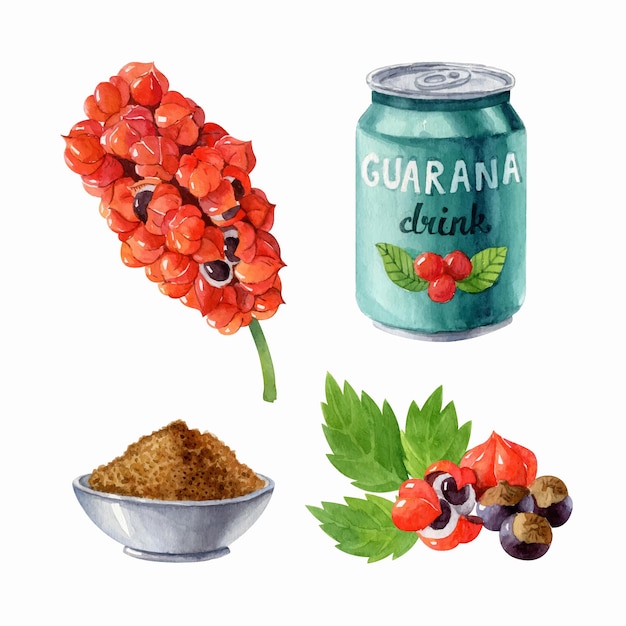 Aquarellillustration mit guarana-pflanzenpulver-energy-drink und samen bio-superfood