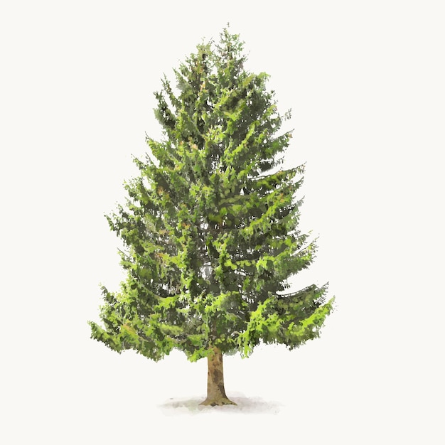 Aquarellillustration von Fichtenbäumen, isoliert auf weißem Hintergrund, Frühlings-Natur-Design-Vektor