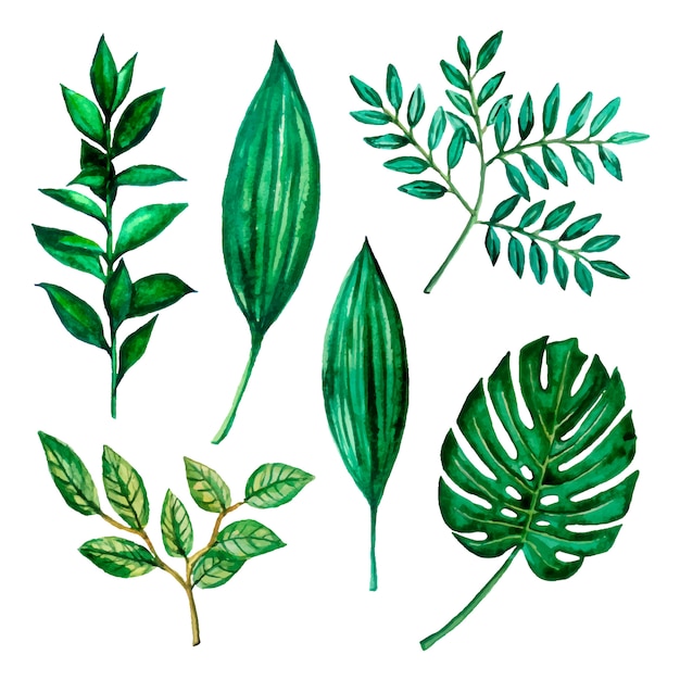 Aquarellillustrationen mit grünen blättern, kräutern. dekoration monstera grün set.