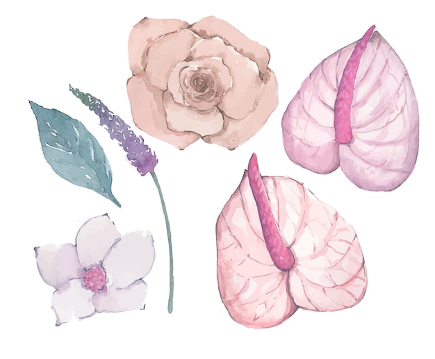 Aquarellknospen der bunten Blumenillustration