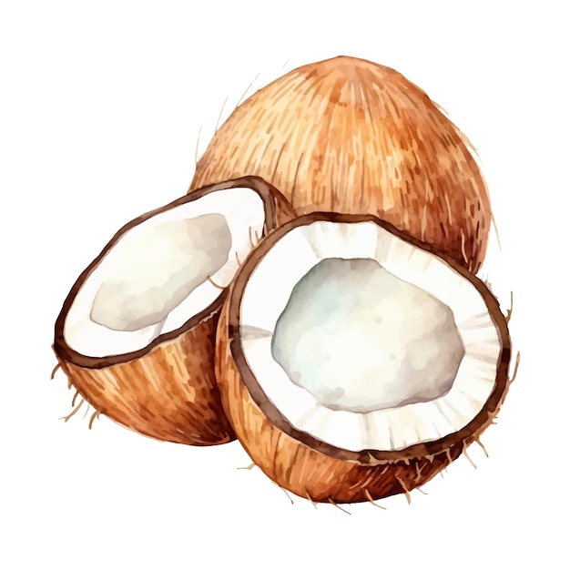 Vektor aquarellmalerei von kokosnuss vier sammlung