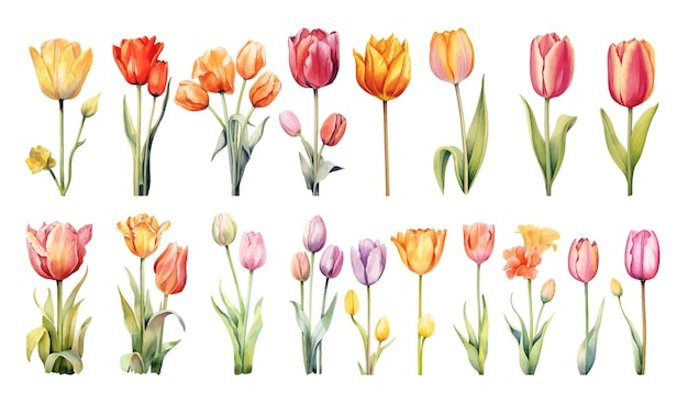 Aquarellmalerei von tulpenblüten