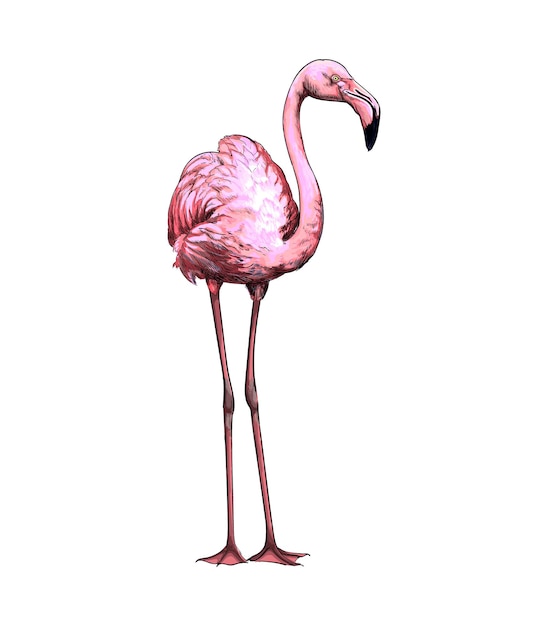 Aquarellrosa Flamingo auf Weiß