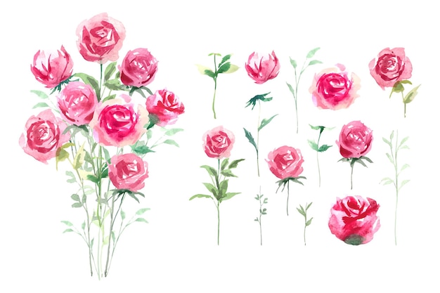 Aquarellrose mit grünem blatt botanischem artstrauß, isolierte illustration.