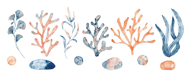 Aquarellsatz isolierter Objekte, die blaue und rosa Algen und Korallen auf weißem Hintergrund zeichnen