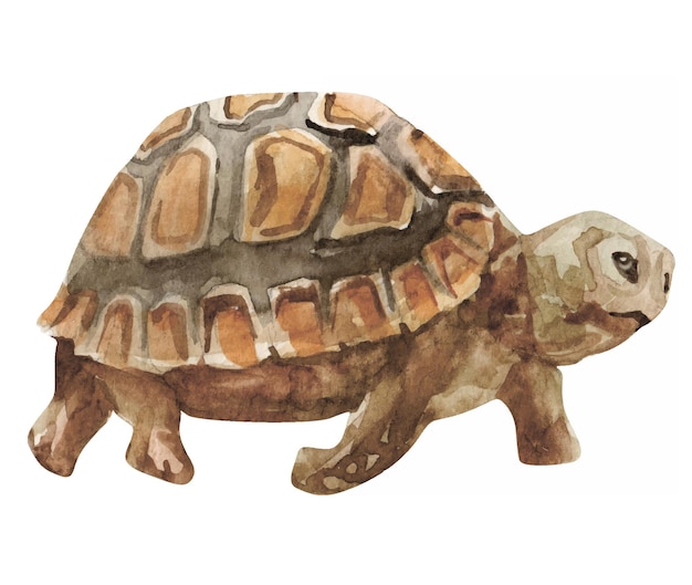 Vektor aquarellschildkrötenillustration für kinder lokalisiert auf weiß