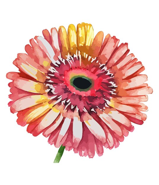 Aquarellstrauß aus gerbera-blume isoliert auf weißem hintergrund aquarell-blumenarrangements