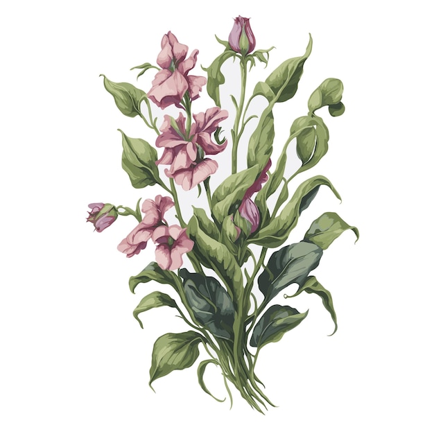 Aquarellvektor matucana süße Erbsen Clipart bearbeitbarer weißer Hintergrund