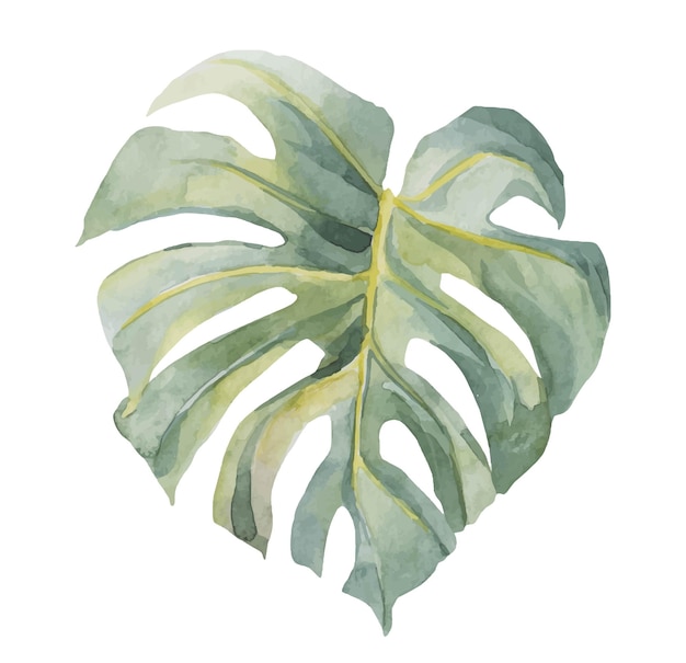 Aquarellvektor tropisches exotisches Aquarell Monstera Objekt isoliert auf weiß