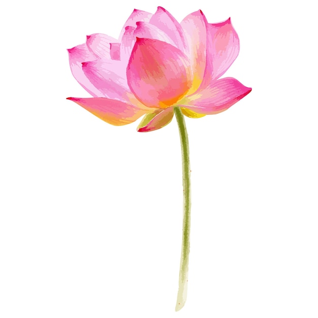 Aquarellvektorillustration der rosa Lotusblume lokalisiert auf Weiß