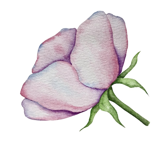 Aquarellvektorillustration einer hagebuttenblume.