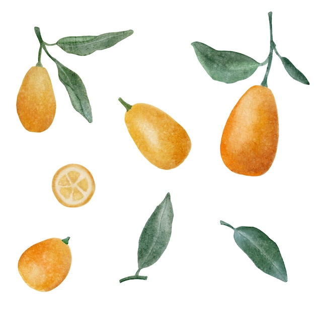 Aquarellvektorsatz von Kumquats.