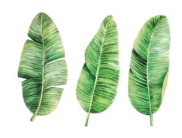 Aquarellzeichnung Bananenblätter Set tropischer Blätter