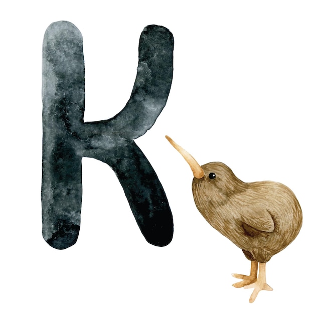 Aquarellzeichnung. Bildungskarte mit Buchstabe K, englisches Alphabet. Buchstabe K und Kiwi-Vogelzeichnung