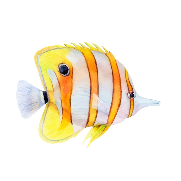 Aquarellzeichnung von schmetterlingsfischen auf weißem hintergrund realistisch gemaltes unterwasserbild