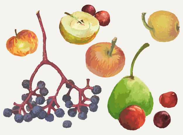 Aquarellzeichnungen von verschiedenen reifen früchten, äpfeln, kirschen, pflaumen, apfelbeeren, birnen