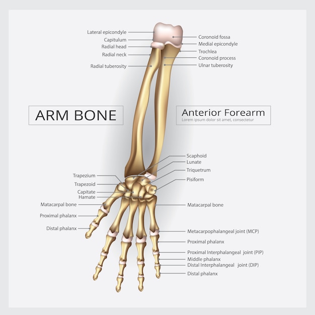 Arm- und handknochen-vektor-illustration