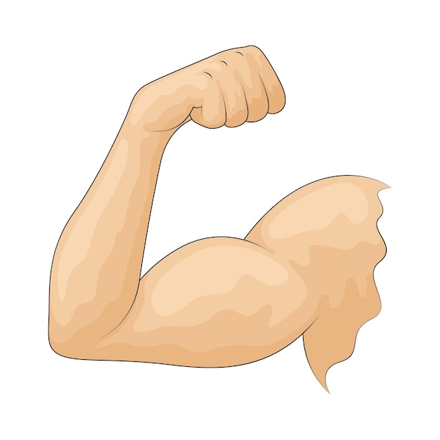 Armmuskel