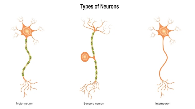 Vektor arten von neuronen wissenschaftliche infografik