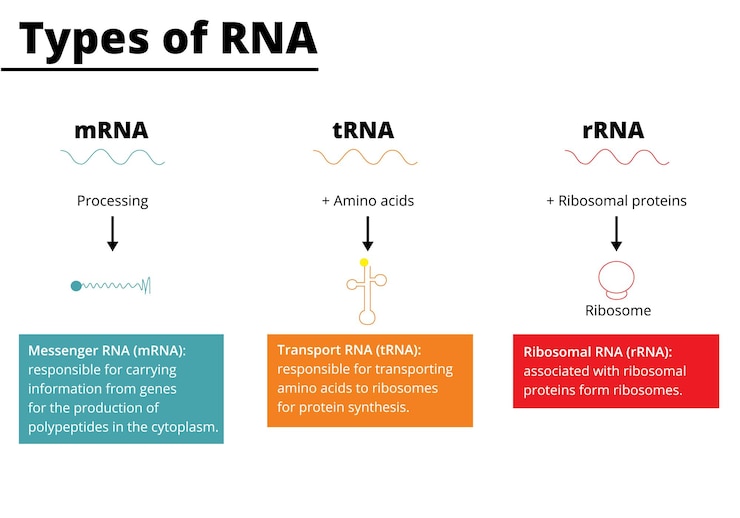 Arten von RNA-Messenger-RNA mRNA-Transport-RNA tRNA ribosomale RNA rRNA Vektorillustration