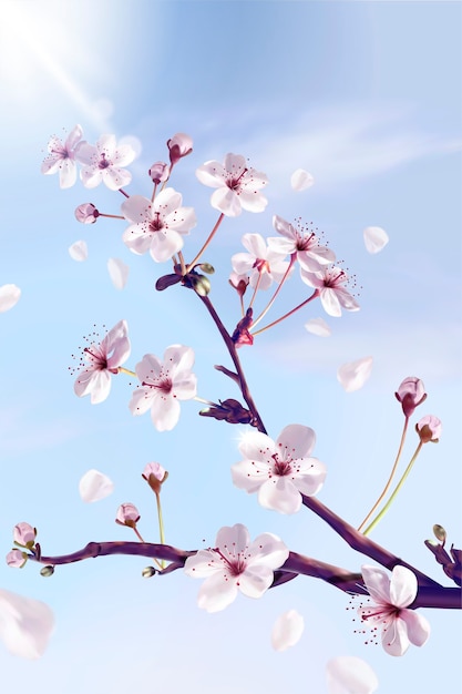 Atemberaubende kirschblüten, die sich zum himmel erstrecken