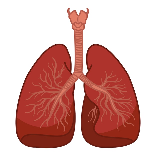 Vektor atmungssystem der menschlichen lunge
