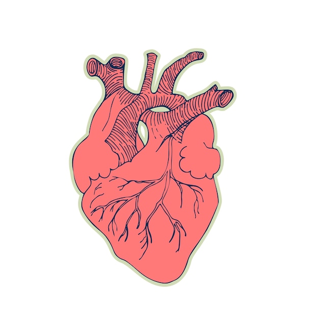 Aufkleber des menschlichen Herzens Vintage-Anatomie-Doodle-Linienskizze Orgel isoliert auf weißem Hintergrund Gute Idee für das Design eines Retro-Medizinplakats im handgezeichneten Stil Anatomische Körperteil-Vektorillustration