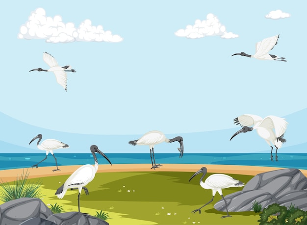 Australische weiße Ibis-Gruppe in Feuchtgebietslandschaft