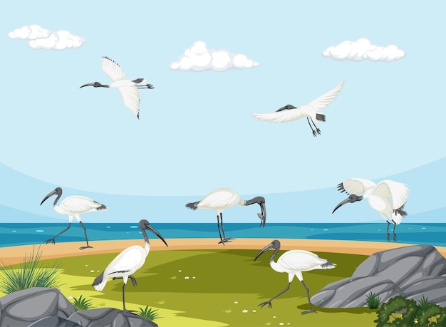 Australische weiße Ibis-Gruppe in Feuchtgebietslandschaft